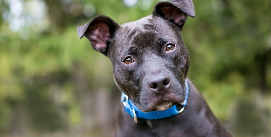 clanek 11 - pes střeva 1